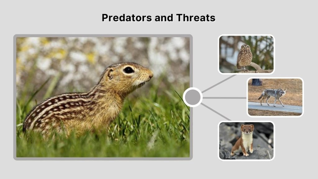 Predators and Threats