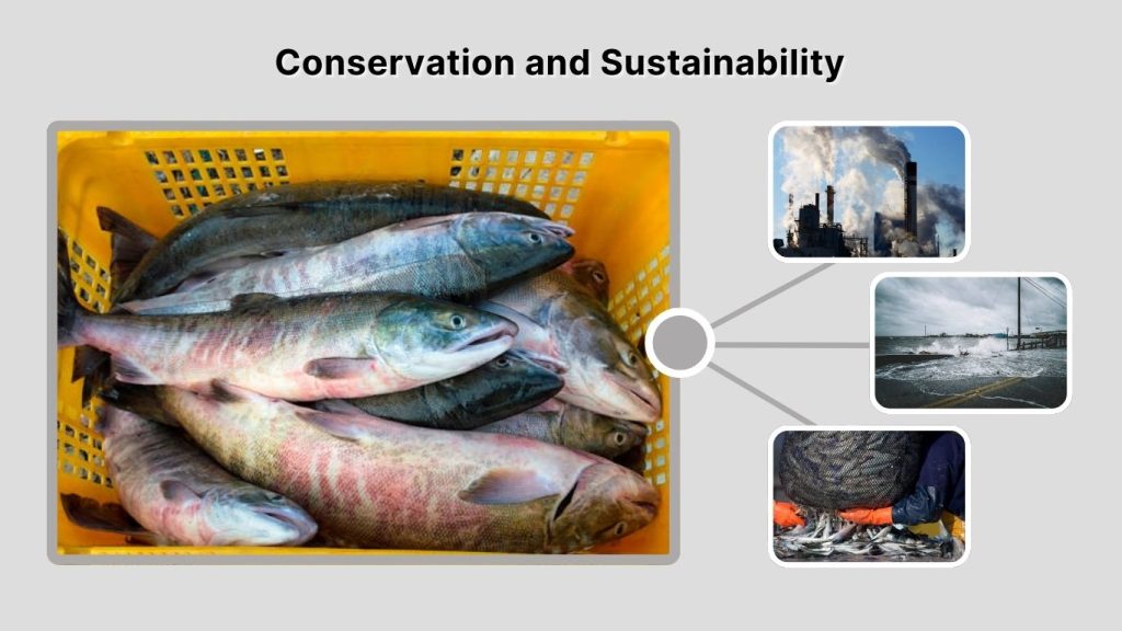 Conservation and Sustainability