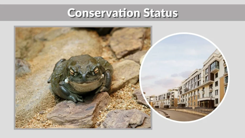 Conservation Status