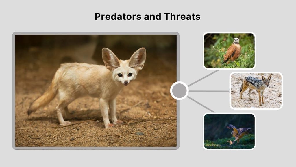 Predators and Threats