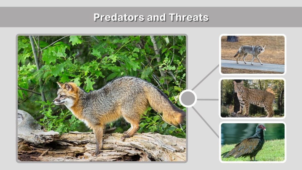 Predators and Threats