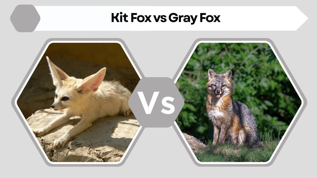 Kit Fox vs Gray Fox