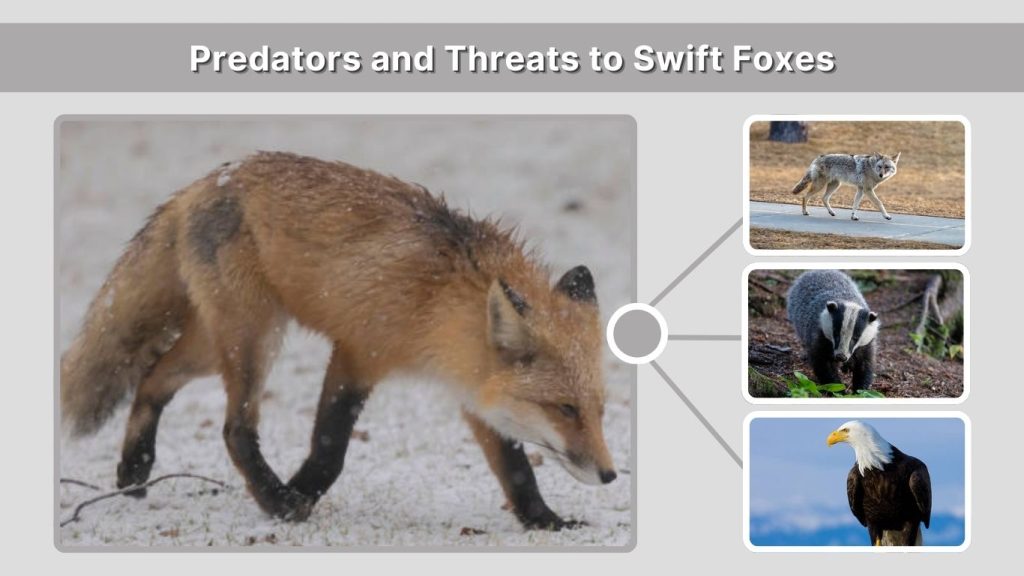 Predators and Threats to Swift Foxes