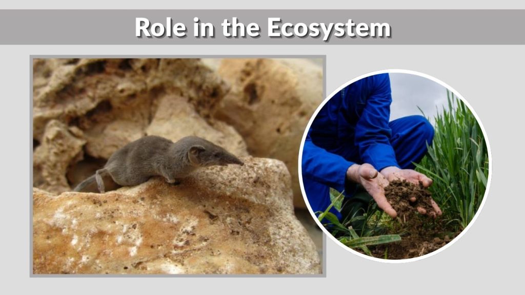 Role in the Ecosystem