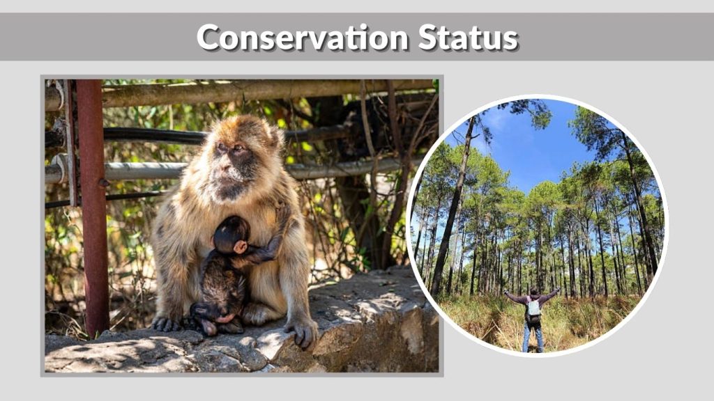 Conservation Status