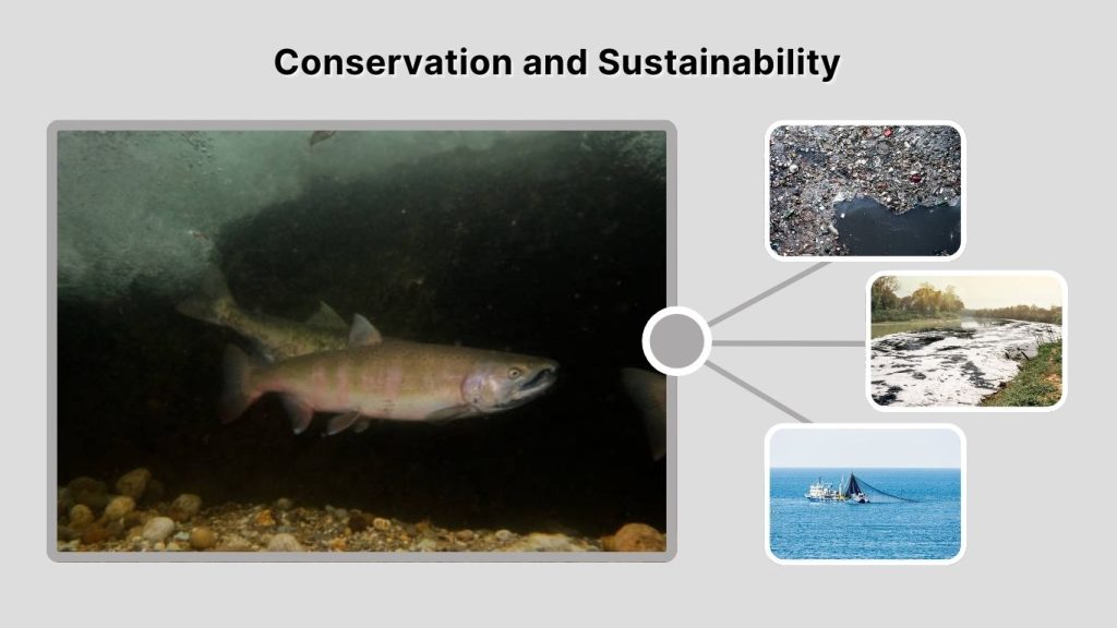 Conservation and Sustainability