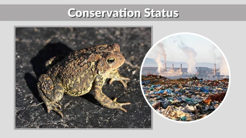Conservation Status