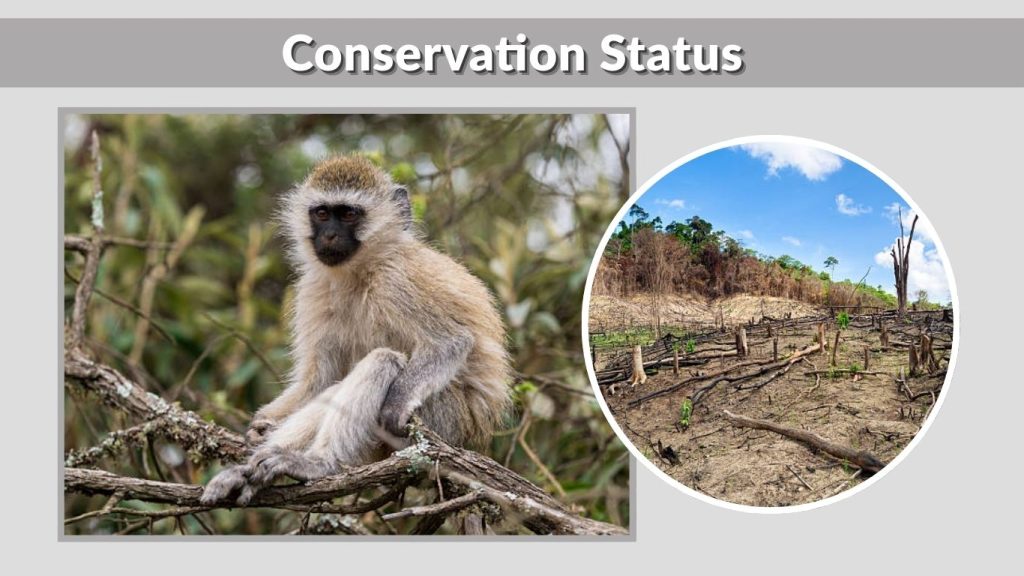 Conservation Status