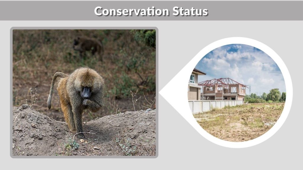 Conservation Status