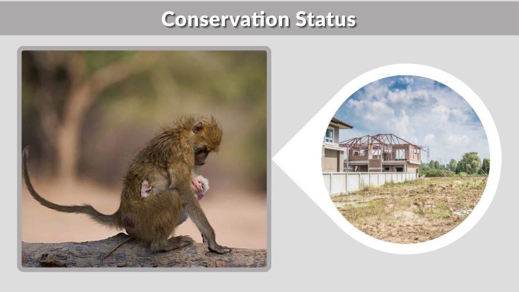 Conservation Status