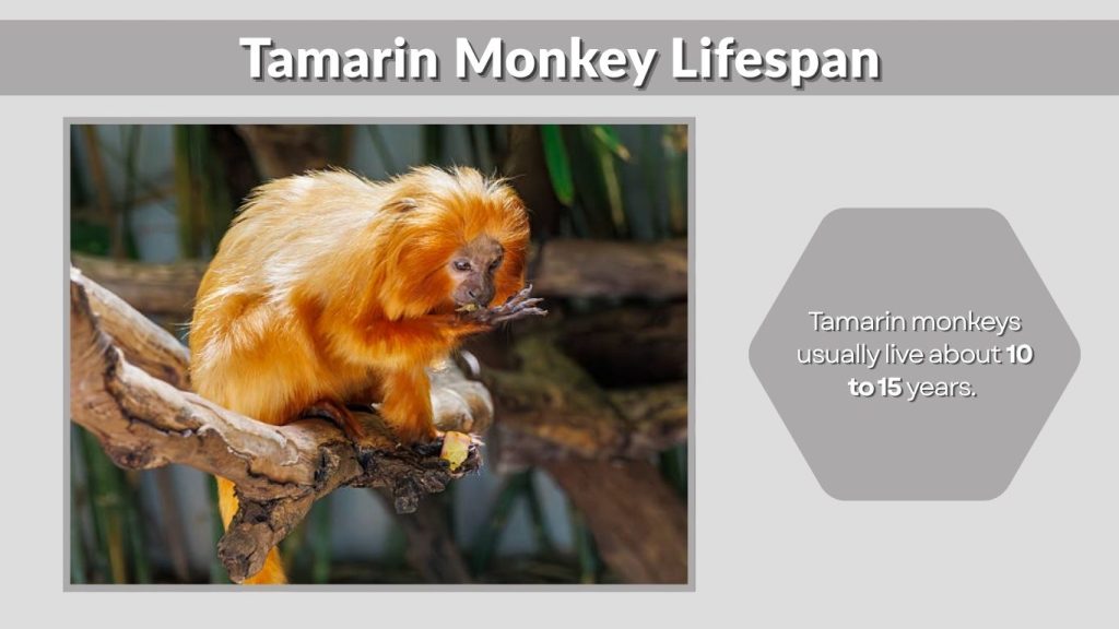 Tamarin Monkey Lifespan