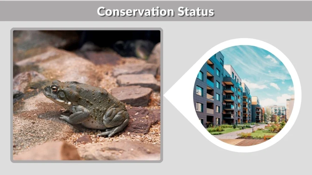 Conservation Status