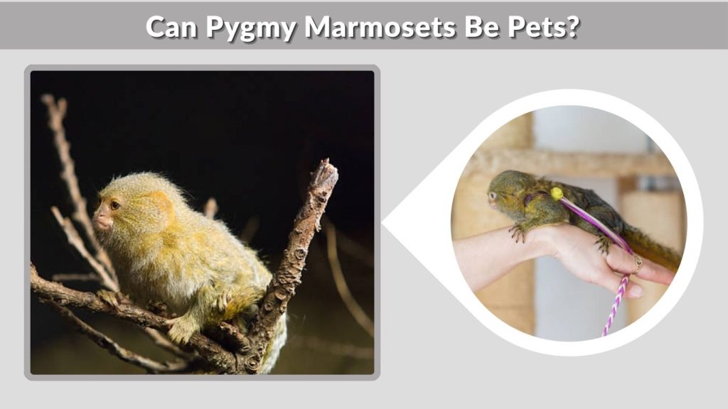 Can Pygmy Marmosets Be Pets?