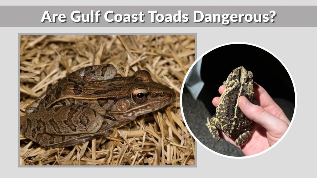 Are Gulf Coast Toads Dangerous?