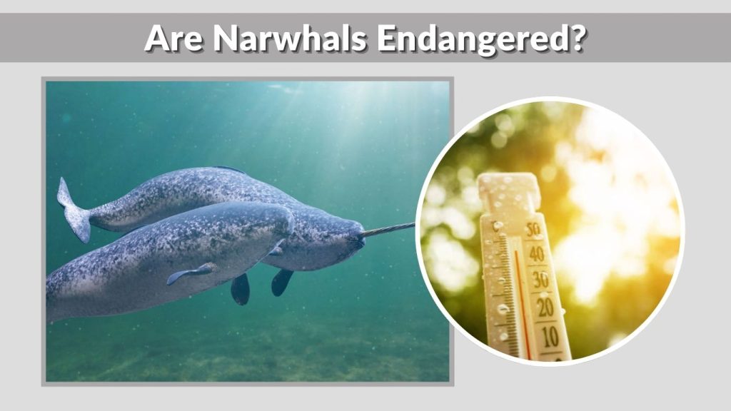 Are Narwhals Endangered?
