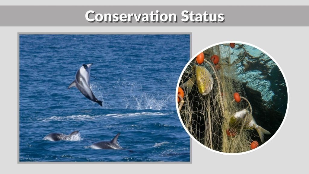 Conservation Status