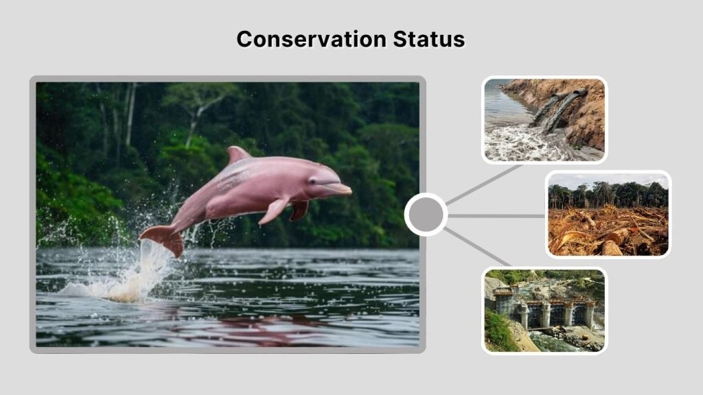 Conservation Status