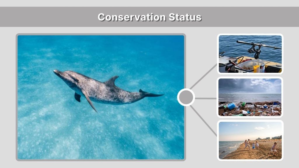 Conservation Status