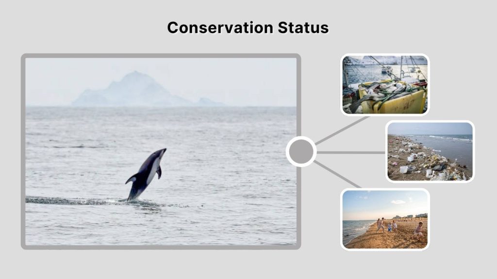 Conservation Status
