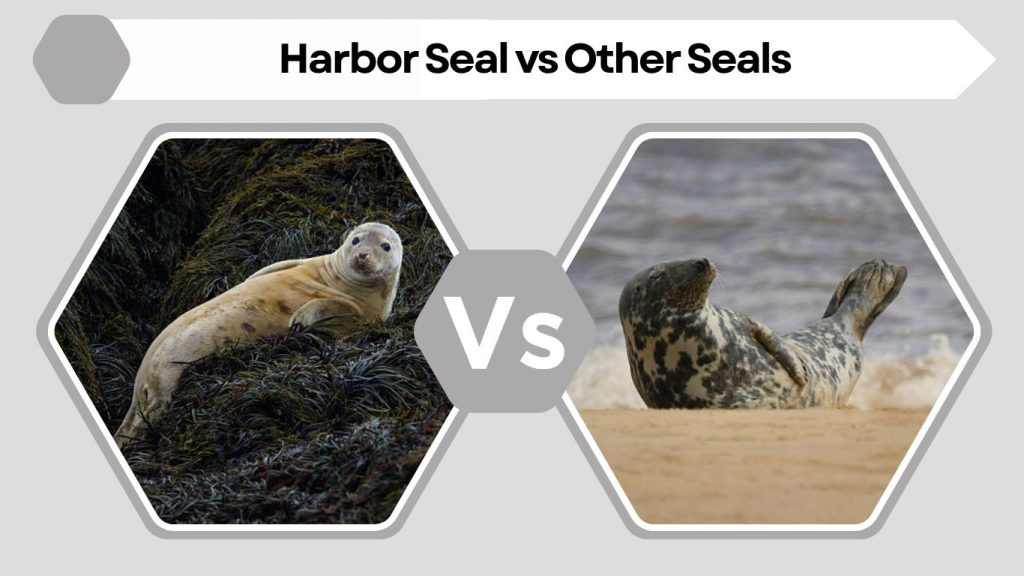 Harbor Seal vs Other Seals
