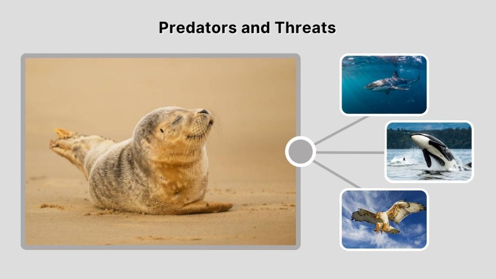 Predators and Threats