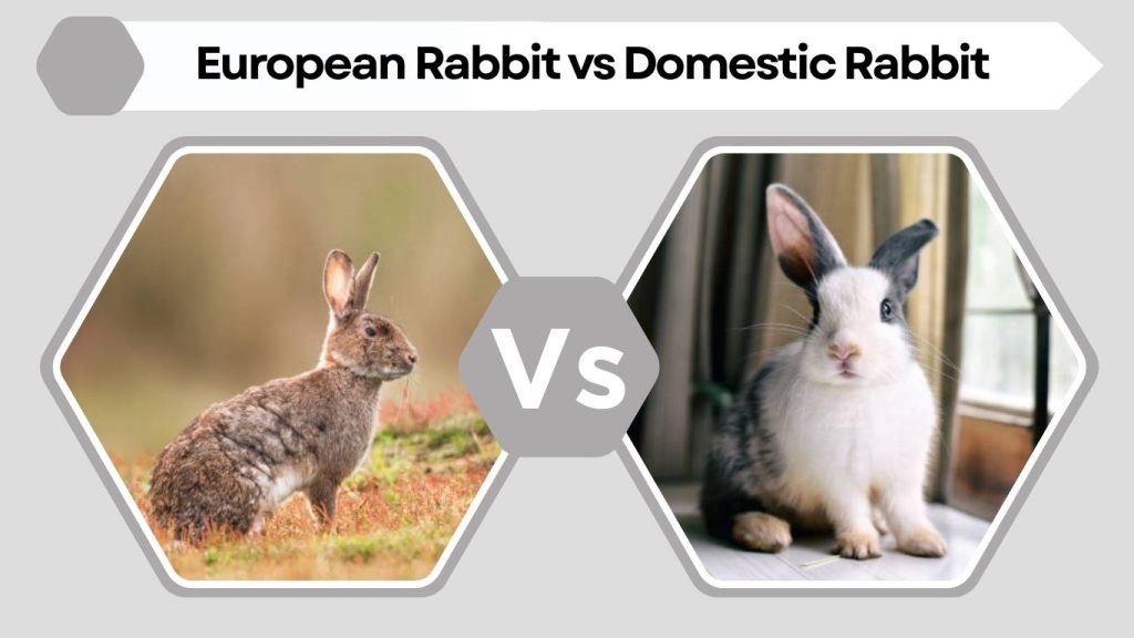 European Rabbit vs Domestic Rabbit