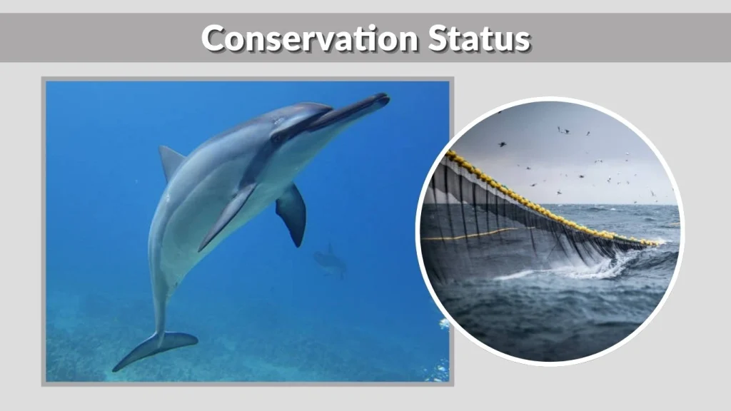 Conservation Status