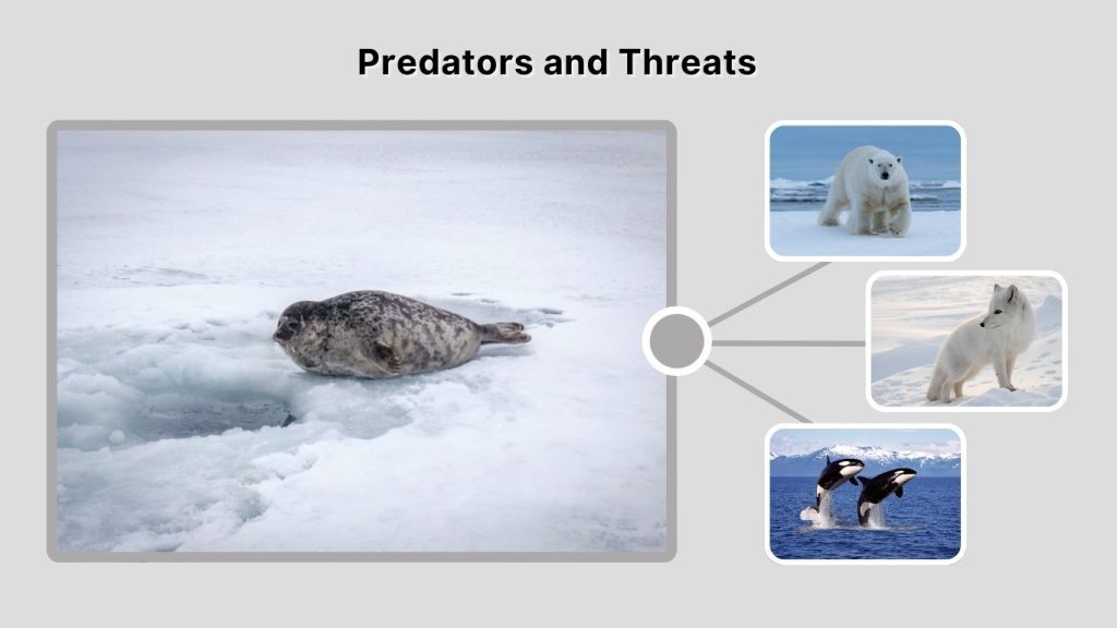 Predators and Threats