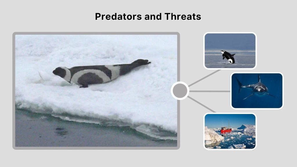Predators and Threats