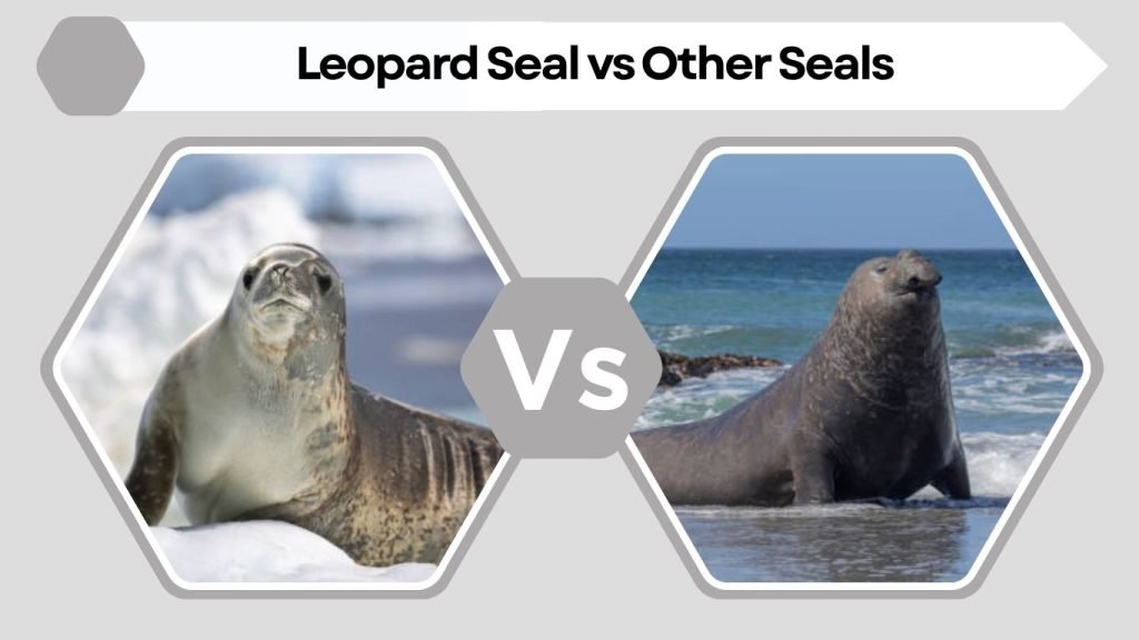 Leopard Seal vs Other Seals