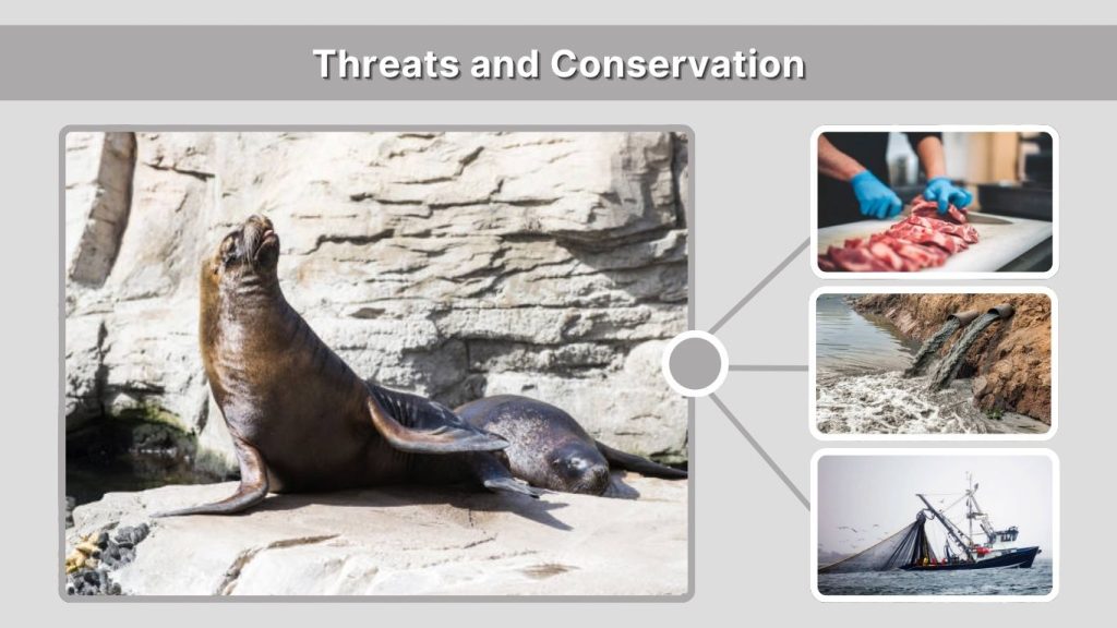 Threats and Conservation