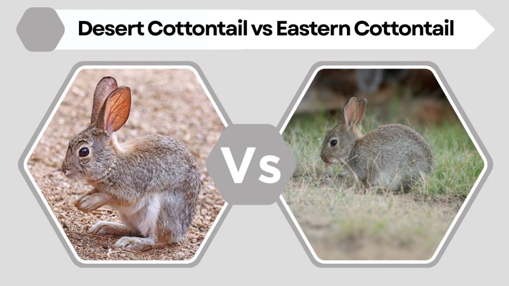 Desert Cottontail vs Eastern Cottontail