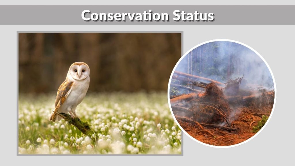 Conservation Status