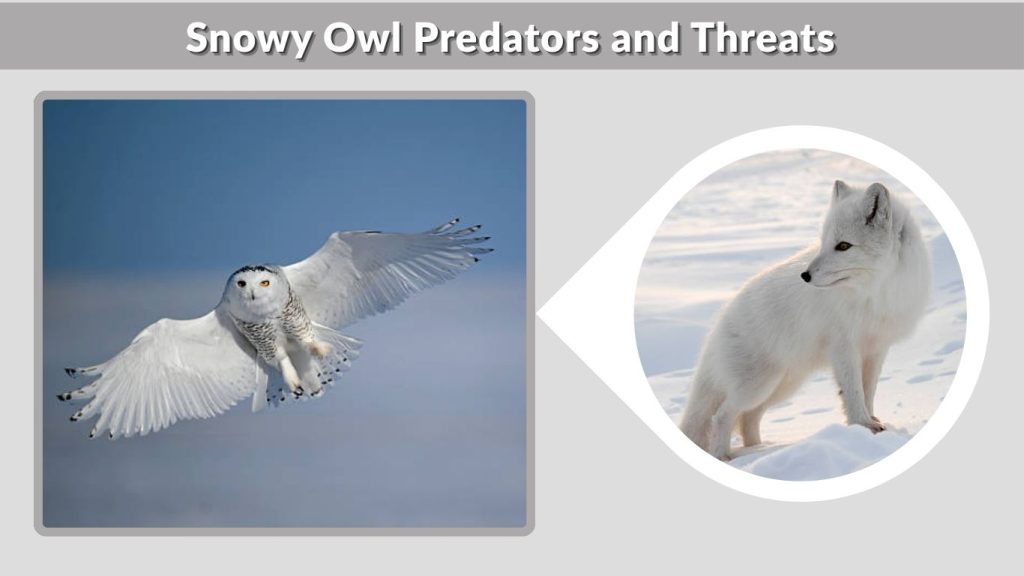 Snowy Owl Predators and Threats