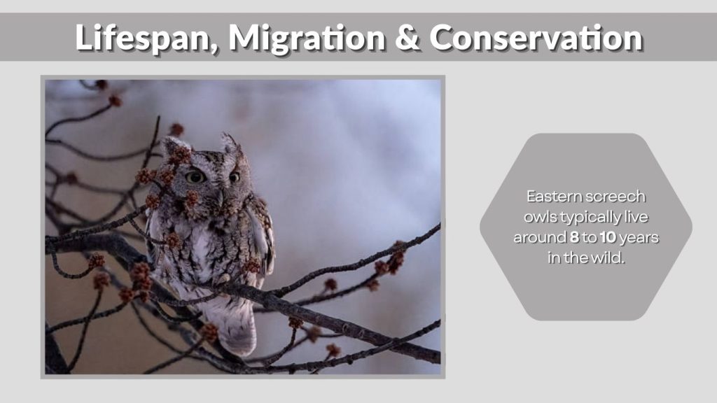 Lifespan, Migration & Conservation