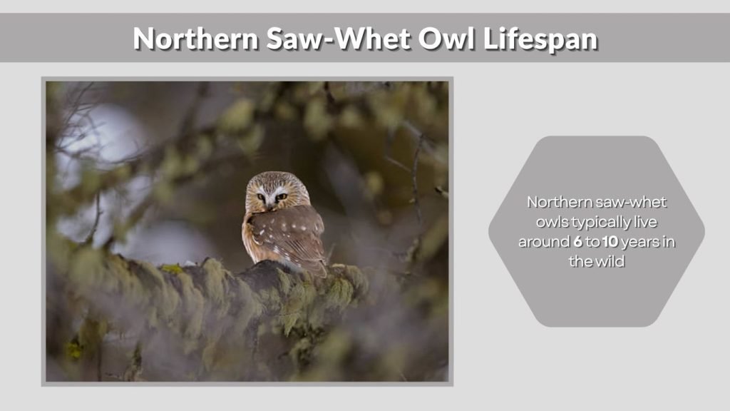 Northern Saw-Whet Owl Lifespan, Conservation & Status