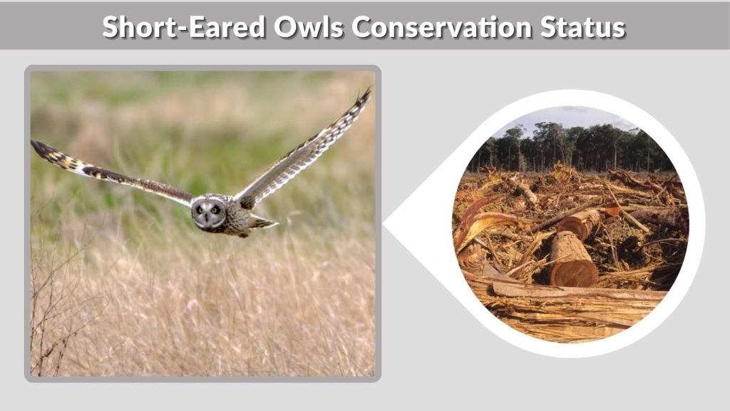 Short-Eared Owls Conservation Status