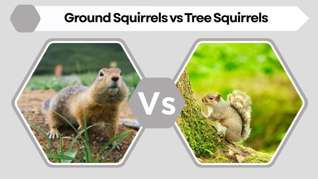Ground Squirrels vs Tree Squirrels