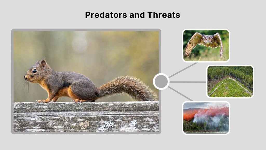 Predators and Threats