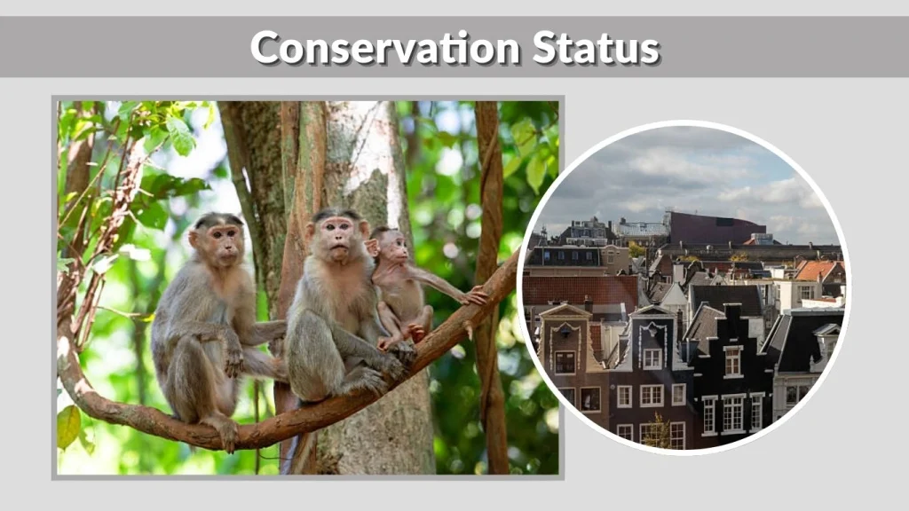 Conservation Status