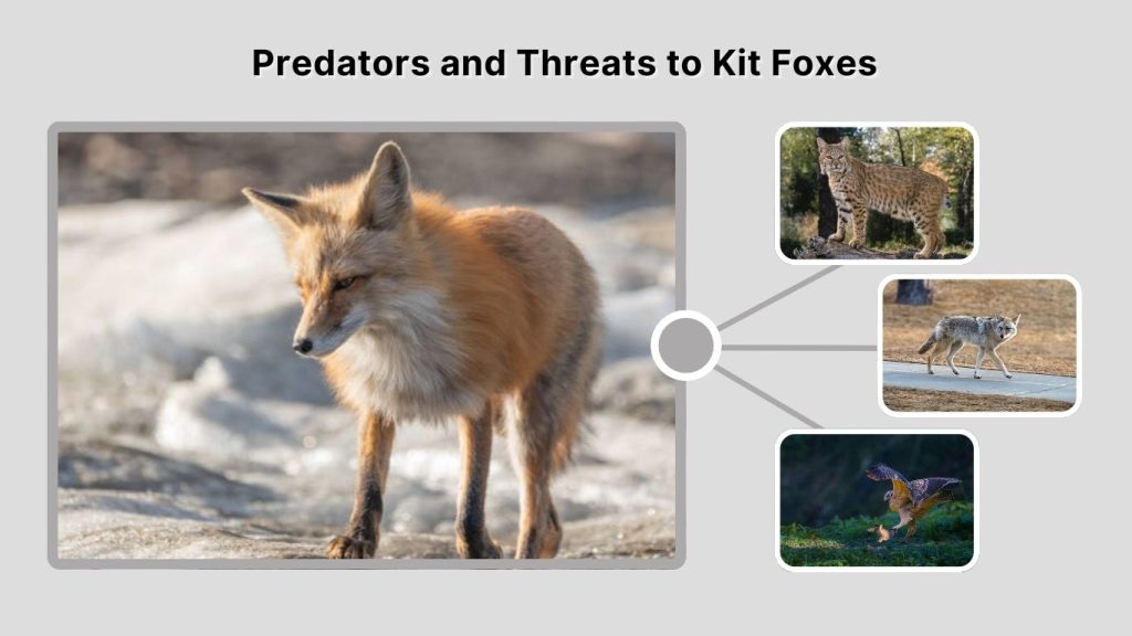Predators and Threats to Kit Foxes