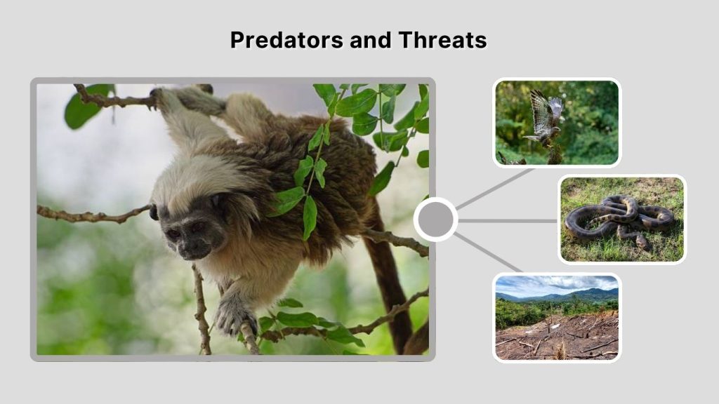 Predators and Threats