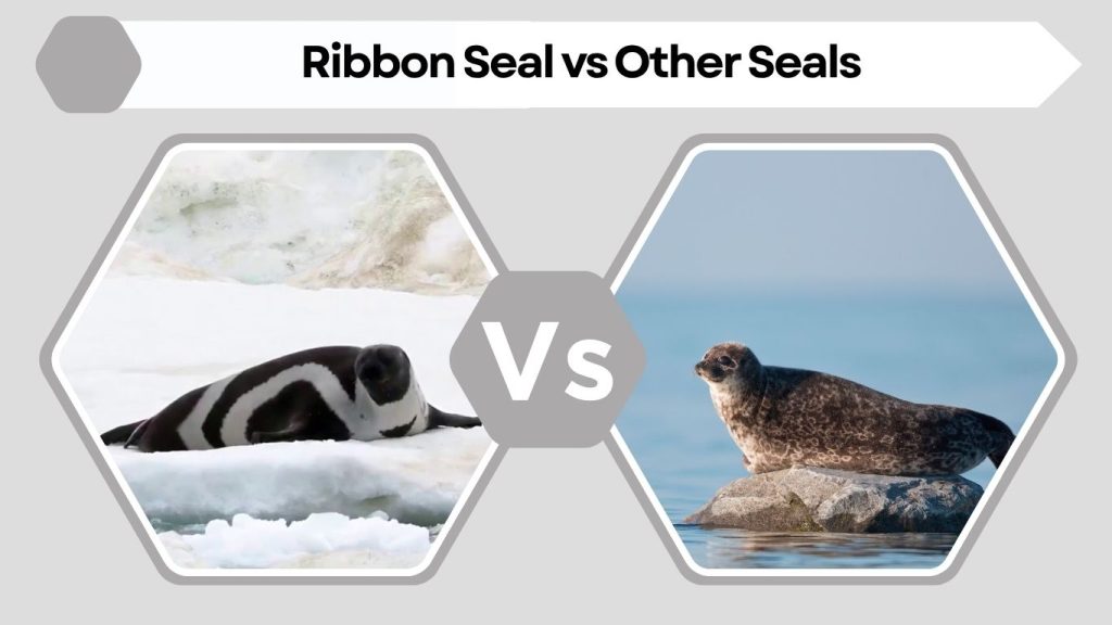 Ribbon Seal vs Other Seals
