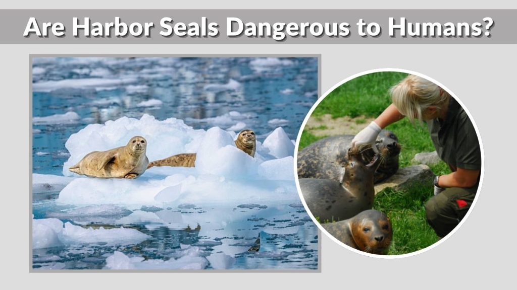 Are Harbor Seals Dangerous to Humans?