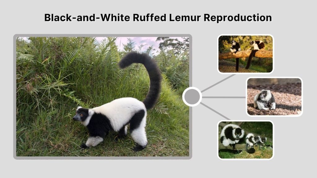 Black-and-White Ruffed Lemur Reproduction