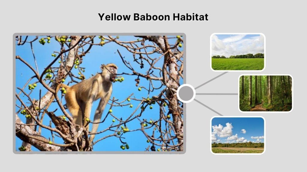 Yellow Baboon Habitat