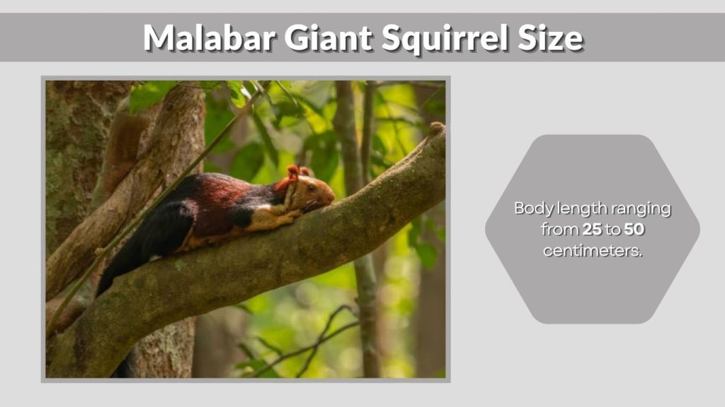 Malabar Giant Squirrel Size