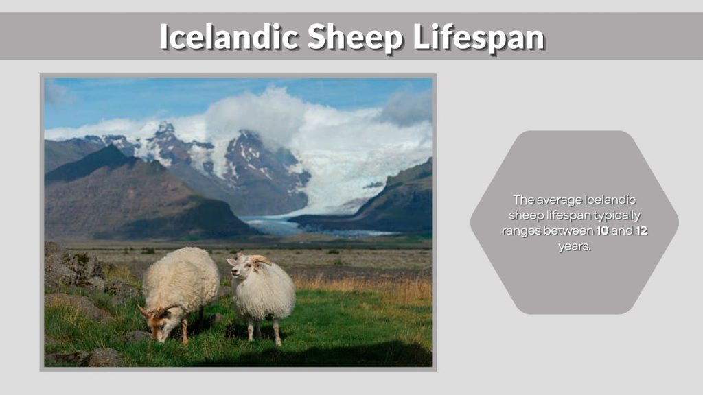 Icelandic Sheep Lifespan