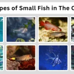 14 Types of Small Fish in The Ocean Size, Diet & Id with Pictures