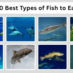 20 Best Types of Fish to Eat Habitat, Benefits, ID with Pictures